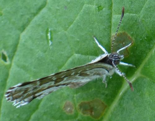 Cacyreus marshalli